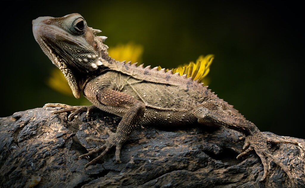 African Clawed Frog